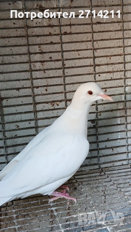 Бели гугутки 