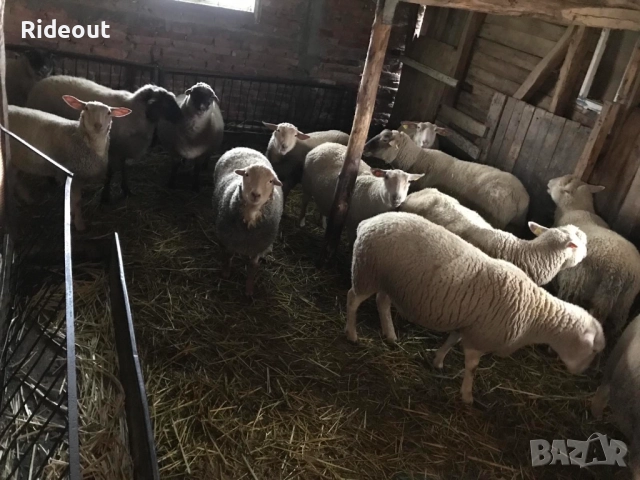 Заплодени/Бременни Овце (Мутон Шароле и др.), снимка 3 - Овце - 52941866