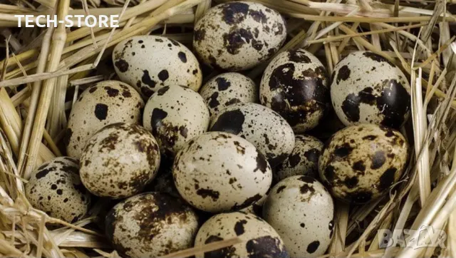 Пъдпъдъци и оплодени пъдпъдъчи яйца, снимка 2 - Домашни продукти - 50269602