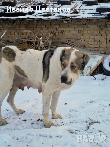 Алабай, снимка 8 - Алабай - 53419286