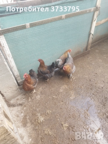 Катунски кокошки , снимка 2 - други­ - 52687803