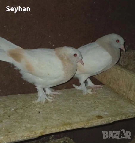 Гълъби мардини 