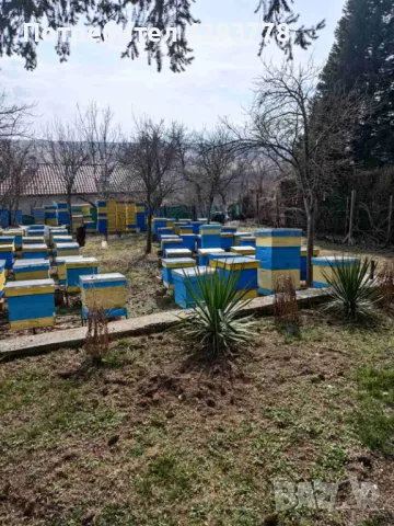 Пчелни кошери, снимка 1