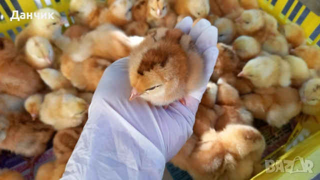 Еднодневни пилета , снимка 4 - Кокошки и пуйки - 53936444