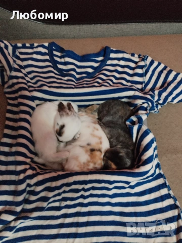 Продавам зайци, снимка 12 - Други - 50753326