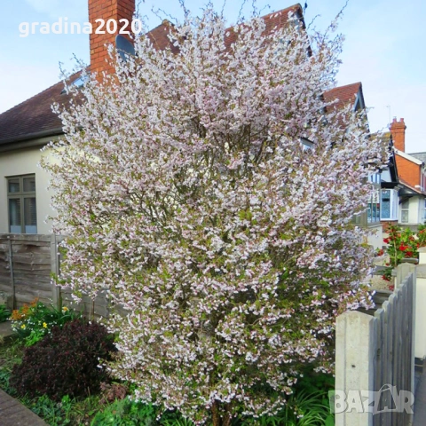 Японска вишна  (Фуджи череша), снимка 4 - Разсади - 54102938