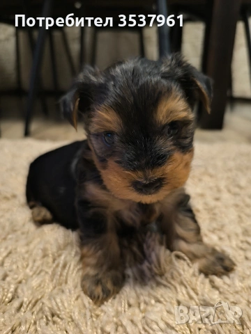 Йорки, снимка 3 - Йоркширски териер - 54118262
