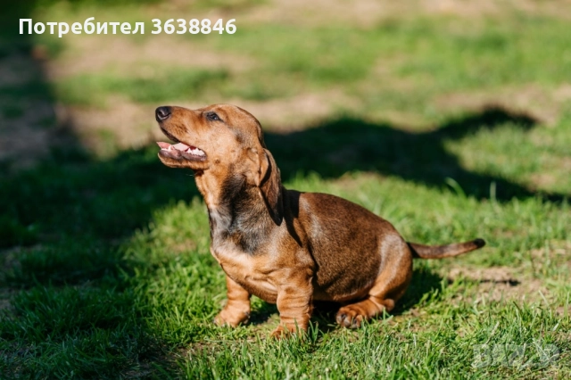 дакел, снимка 4 - Дакели - 52433665