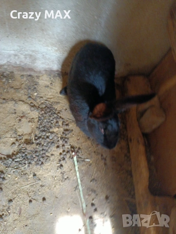 Заполодени зайци , снимка 2 - Декоративни зайчета - 53162633