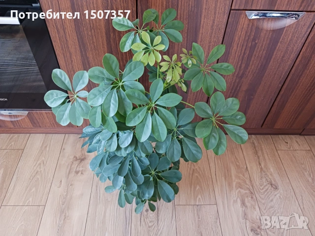 Шефлера - стайно растение / цвете, снимка 5 - Стайни растения - 54178537