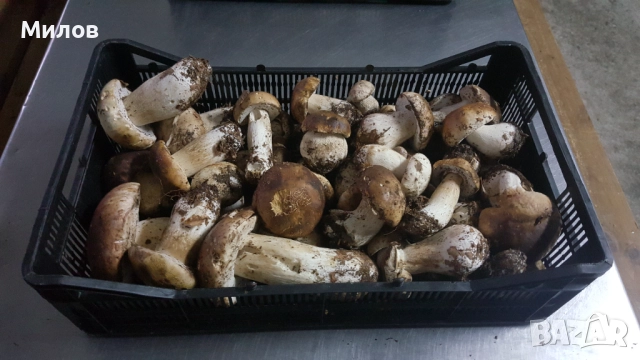 Гъби Замразена Манатарка