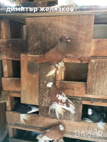 Гълъби демкежи, снимка 3 - Гълъби - 49071204