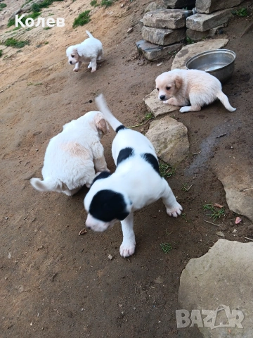 Кучета ,търсачи на трюфели, снимка 3 - Други - 53932856