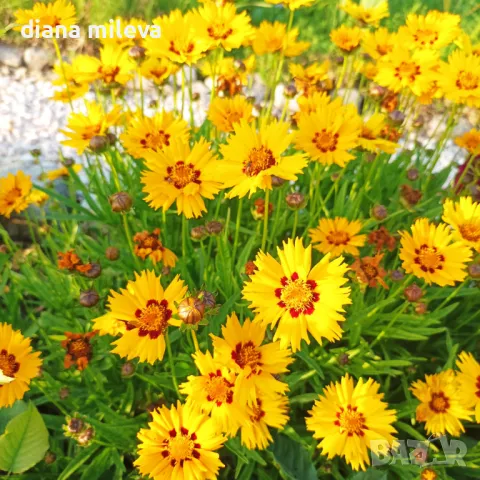 Кореопсис, Coreopsis Grandiflora 'Early Sunrise', снимка 7 - Градински цветя и растения - 39506437