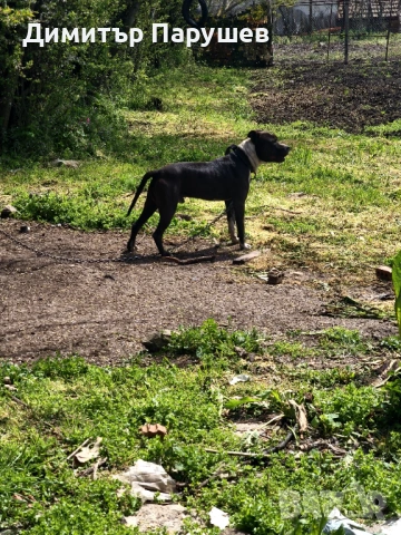 Малки потбулчета , снимка 12 - Питбул - 54251823