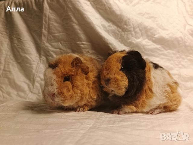 Малки морски свинчета , снимка 2 - Морски свинчета - 54046803