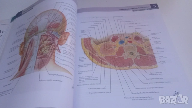 Атлас по анатомия - Atlas of Human Anatomy - Frank H. Netter, MD, 7-мо издание, снимка 10 - Учебници, учебни тетрадки - 54084472