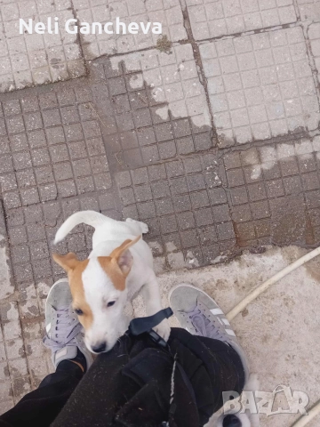 Очарователни Джак Ръсел Териери търсят нов дом!, снимка 2 - Джак ръсел териер - 49356884