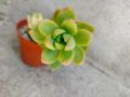 сукуленти/succulents, снимка 8