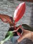 Филодендрон red, снимка 1 - Стайни растения - 45232936