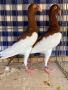 Продавам датски гълъби, снимка 1 - Гълъби - 45893803