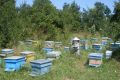 Кошери с пчели, снимка 1 - За пчели - 45734238