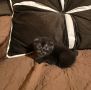 Шотландско екзотично котенце, снимка 1 - Други - 45857302