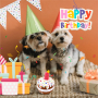 lifefav Dog Birthday Cake Toy Скърцаща играчка за кучета, торта със свещ, подарък за рожден ден , снимка 5