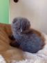 Шотландски котенца , снимка 8
