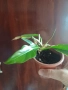 Вариегатен филодендрон, снимка 1