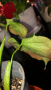 Philodendron Lupinum , снимка 4