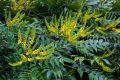 Махония, Mahonia japonica , снимка 2