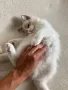 Регдол Ragdoll котета, снимка 3