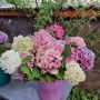 Хортензия ,бяла и розова , снимка 1 - Градински цветя и растения - 45320991