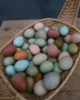 Цветни разплодни яйца, пъстри и разноцветни , снимка 6