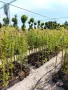 Плачеща върба, Salix Integra Pendula, снимка 5