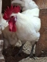 свободни 2 кокошки бяло брезе +1 петел сребърно брезе на 2 г.цената з а петела е 15 евро, снимка 2