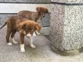 2 мъжки кучета на 4 месеца, снимка 8