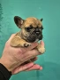 Френски булдог , снимка 4