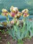 Перуника/Ирис, снимка 1 - Градински цветя и растения - 45667814