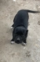 Cane corso / кане корсо, снимка 2