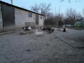 Кокошки и патици, снимка 3