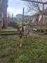Сива немска овчарка , снимка 5