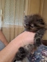Уникални персийски котенца , снимка 7