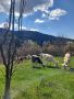 продавам кози и пръч, снимка 1 - Кози - 45775977