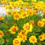 Кореопсис, Coreopsis Grandiflora 'Early Sunrise', снимка 7