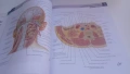 Атлас по анатомия - Atlas of Human Anatomy - Frank H. Netter, MD, 7-мо издание, снимка 10