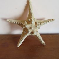 Морска звезда, снимка 1 - Други - 45685248
