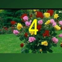 Продавам рози, снимка 10 - Градински цветя и растения - 45108981