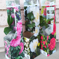 Градинска Камелия -многогодишно градинско цвете, снимка 1 - Градински цветя и растения - 45008016
